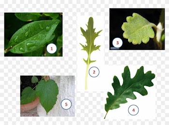 Leaf Plant Stem Limbe Àpex - Tipos De Hojas De Plantas