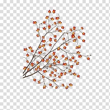 Leaf Plant stem Petal Autumn, Leaf transparent background PNG clipart