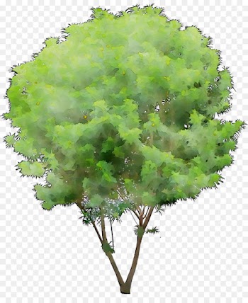 Leaf Plant stem Plants -  