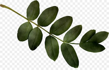 Leaf Plant stem Plants -  
