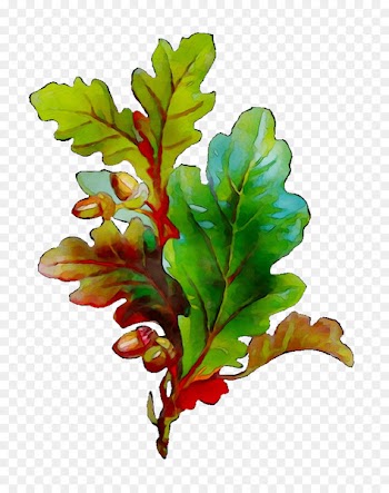 Leaf Plant stem Plants -  