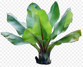 Leaf Plant stem Plants -  