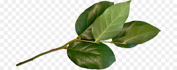 Leaf Plant stem Plants - leaf swag 