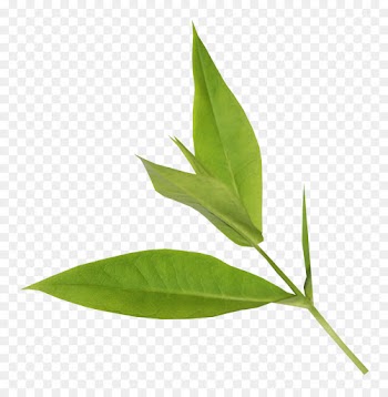 Leaf, Plant Stem, Plants, Plant PNG