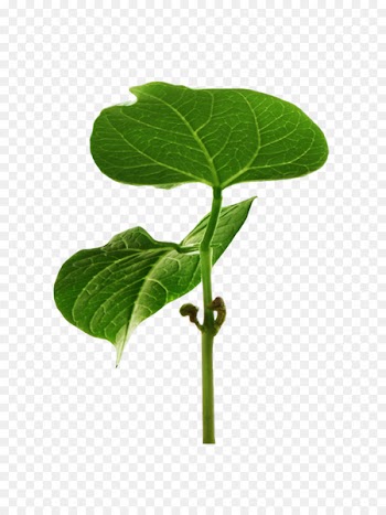 Leaf Plant stem Tree Herb Plants - objeto poster 