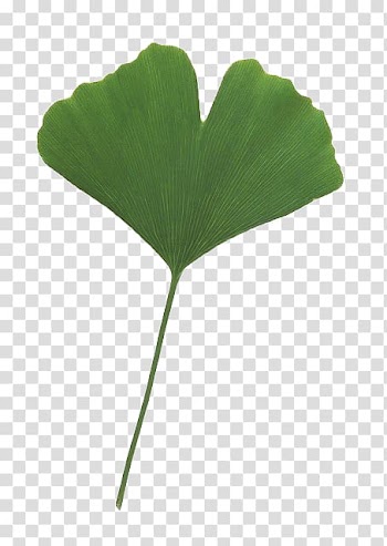 Leaf Plant stem Tree, Leaves transparent background PNG clipart