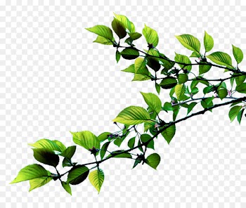 Leaf Plant stem Twig Succulent plant - Leaf 
