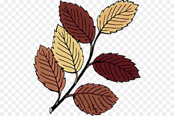 leaf plant sweet birch tree clip art