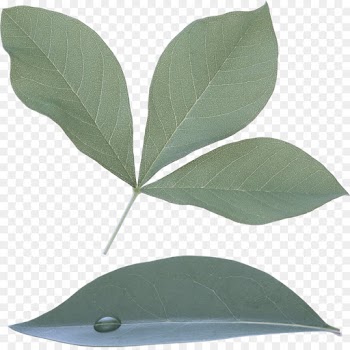 leaf plant tree bay leaf flower