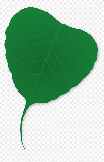 Leaf - Plants