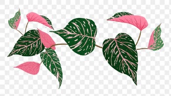Leaf PNG calathea plant botanical… | Free stock illustration | High Resolution graphic