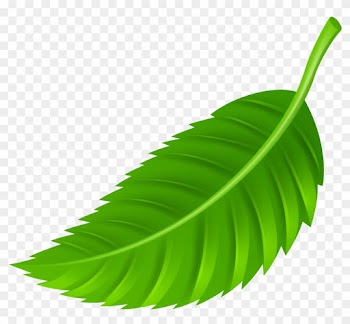 Leaf Png Clip Art - Leaves Png