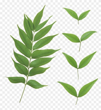 Leaf Png File - Green Leaf Transparent Background