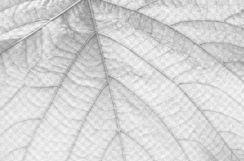 Leaf png overlay texture, abstract | Free PNG - rawpixel