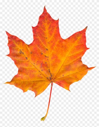 Leaf Png Photo - Sugar Maple Leaf In Fall