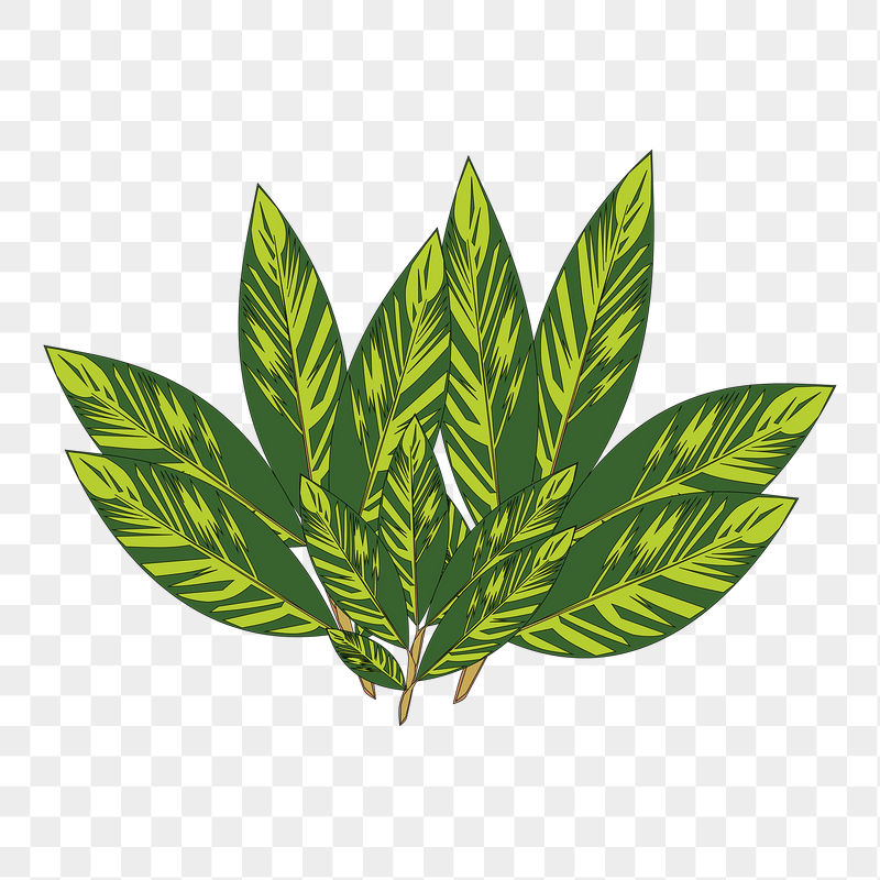 Leaf png sticker illustration, transparent | Free PNG - rawpixel