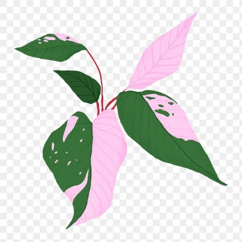 Leaf PNG sticker pink princess philodendron… | Free stock illustration | High Resolution graphic