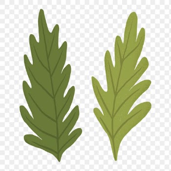 Leaf PNG sticker plant botanical illustration | Free stock illustration | High Resolution graphic