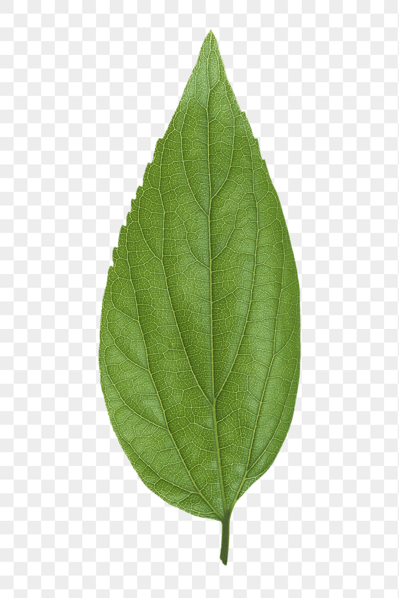 Leaf png sticker, transparent background | Free PNG - rawpixel
