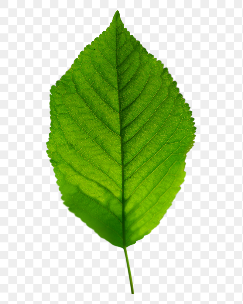Leaf png sticker, transparent background | Free PNG - rawpixel