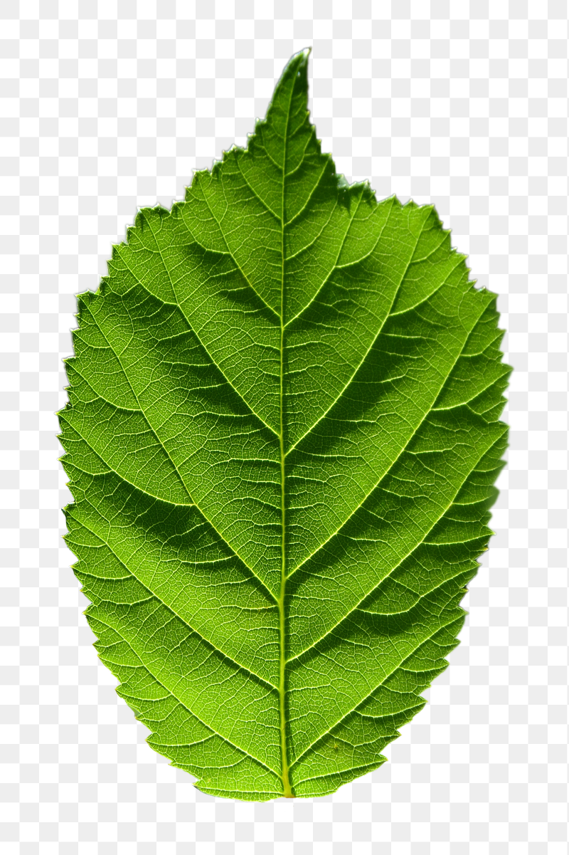 Leaf png sticker, transparent background | Free PNG - rawpixel
