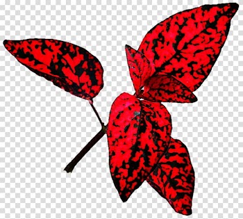 Leaf Polka dot plant Red Yellow, tropical leaf transparent background PNG clipart
