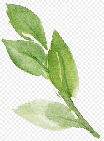 Leaf Portable Network Graphics File format Download Vector graphics - leaf 