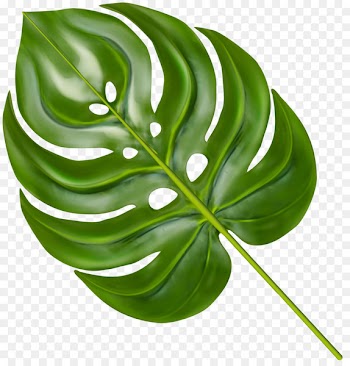 Leaf Portable Network Graphics Palm branch Clip art Palm trees - Leaf 