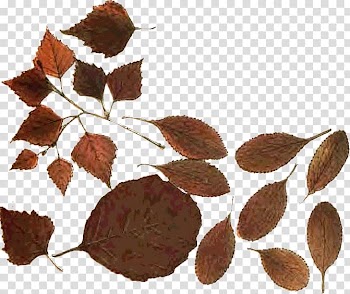 Leaf Portrait, grupo transparent background PNG clipart