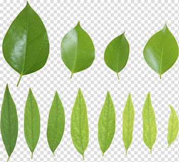 Leaf Presentation, Green Leaves transparent background PNG clipart