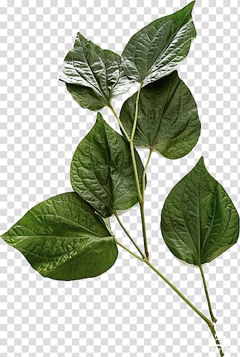 Leaf Price Vegetable Fruit Herb, Leaf transparent background PNG clipart
