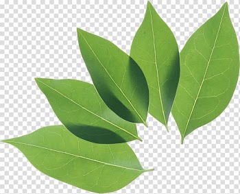 Leaf Privet, Green leaf transparent background PNG clipart