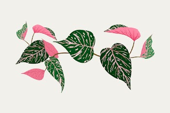 Leaf psd calathea plant botanical… | Free stock illustration | High Resolution graphic