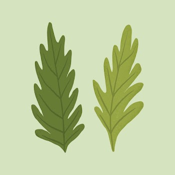 Leaf psd plant botanical illustration | Free stock illustration | High Resolution graphic