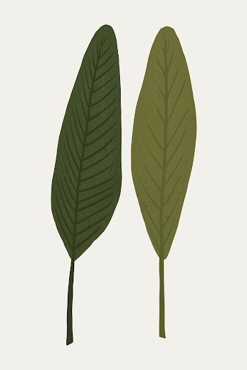 Leaf psd plant botanical illustration | Free stock illustration | High Resolution graphic