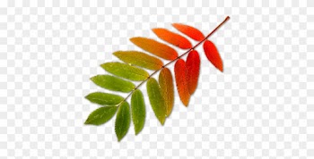 Leaf Psd Vector Graphics Vectorhq - Sorbus
