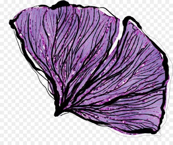 leaf purple cabbage violet petal