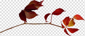 Leaf , Red maple leaf transparent background PNG clipart