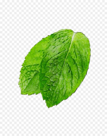 Leaf Romaine lettuce Spring greens Herbalism -  