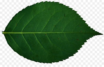 Leaf Rose Plant Stock photography - leaf 