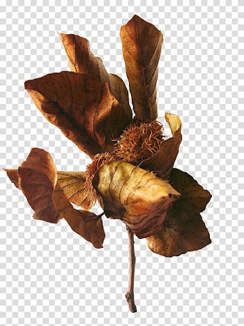 Leaf Scape GIMP Blog, Leaf transparent background PNG clipart