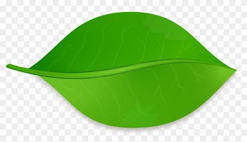 Leaf Shape Drawing Clip Art - Draw A Leaf In Illustrator