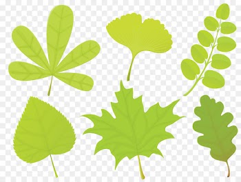 Leaf shape Leaf shape Encapsulated PostScript - BAY LEAVES 