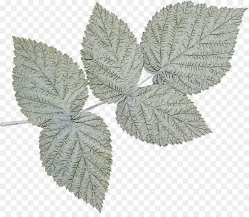 leaf slippery elm plant flower tree