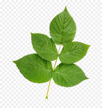 Leaf Stock photography - Raspberry leaves 