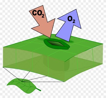 Leaf Stoma Computer Icons Carbon Dioxide Botany - Leaf Stomata Clipart