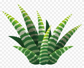 Leaf Succulent Plant Euclidean Vector Illustration - Succulent Plant