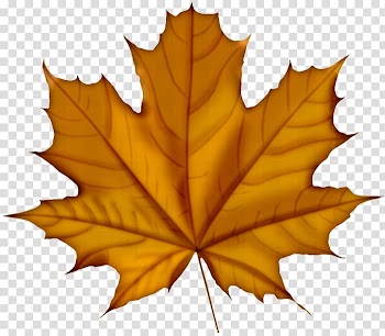 Leaf Sugar maple , Leaf transparent background PNG clipart