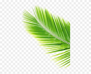 Leaf Svg Vector Theleaf Co - Coconut Tree Leaf Png