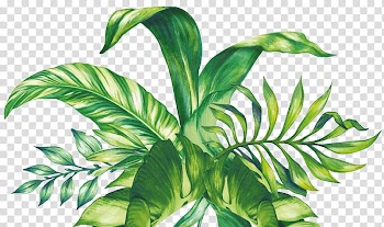 Leaf Swiss cheese plant Botanical illustration Green, Leaf transparent background PNG clipart